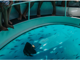 Zephir, alla ricerca di Nemo