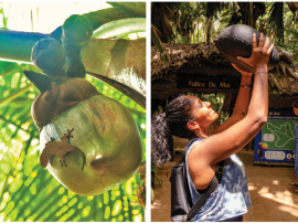 Valee de Mai - Anse Lazio