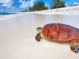 Hawskbill Turtle_Bird_Island