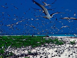 Sooty Tern Point (North Point) _Bird Island