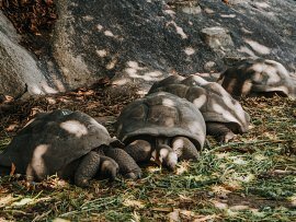 L'UNION ESTATE TORTOISE (3)