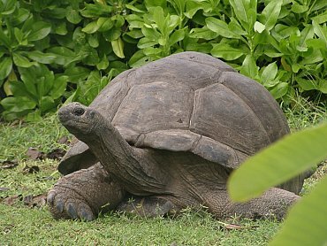 GIANT LAND TORTOISE