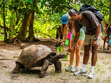 OBAMA (TORTOISE ON CURIEUSE AT ANSE JOSE)