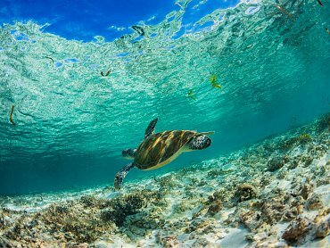 GREEN TURTLE AT PASSE COCO