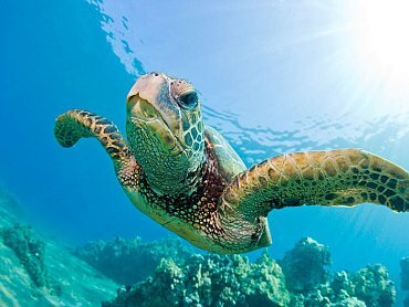 GRREN TURTLE