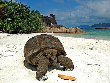 CURIEUSE TORTOISE